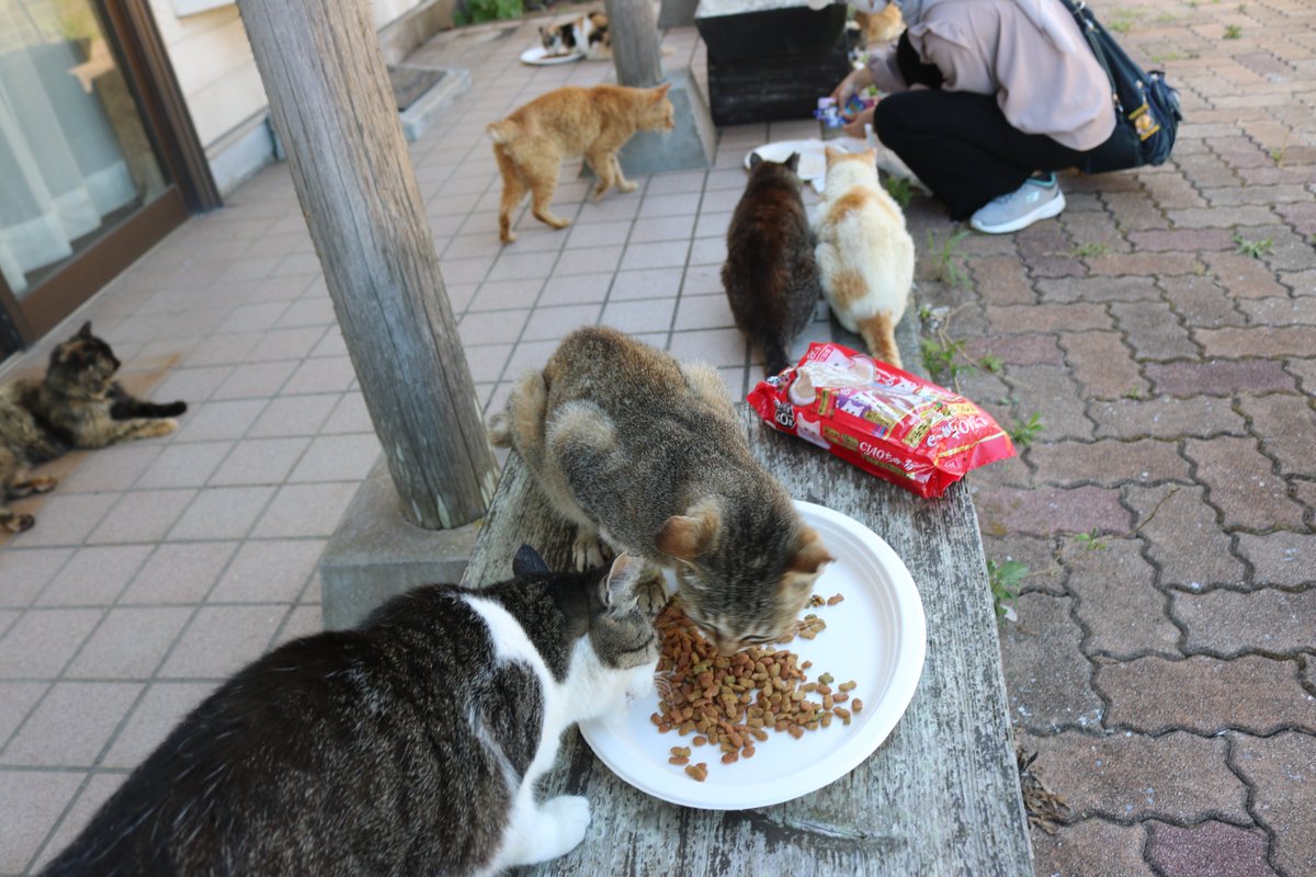 真夏のエサ場

真夏のエサ場には猫はいません。
あまりにも暑く、猫は青島コミセンの前に移動しています。
青島コミセン（コミュニティーセンター）(昔の公民館)の前は日陰になっています。

猫たちは、ここで観光客からキャットフードやチャオチュ～ルをもらって食べています。