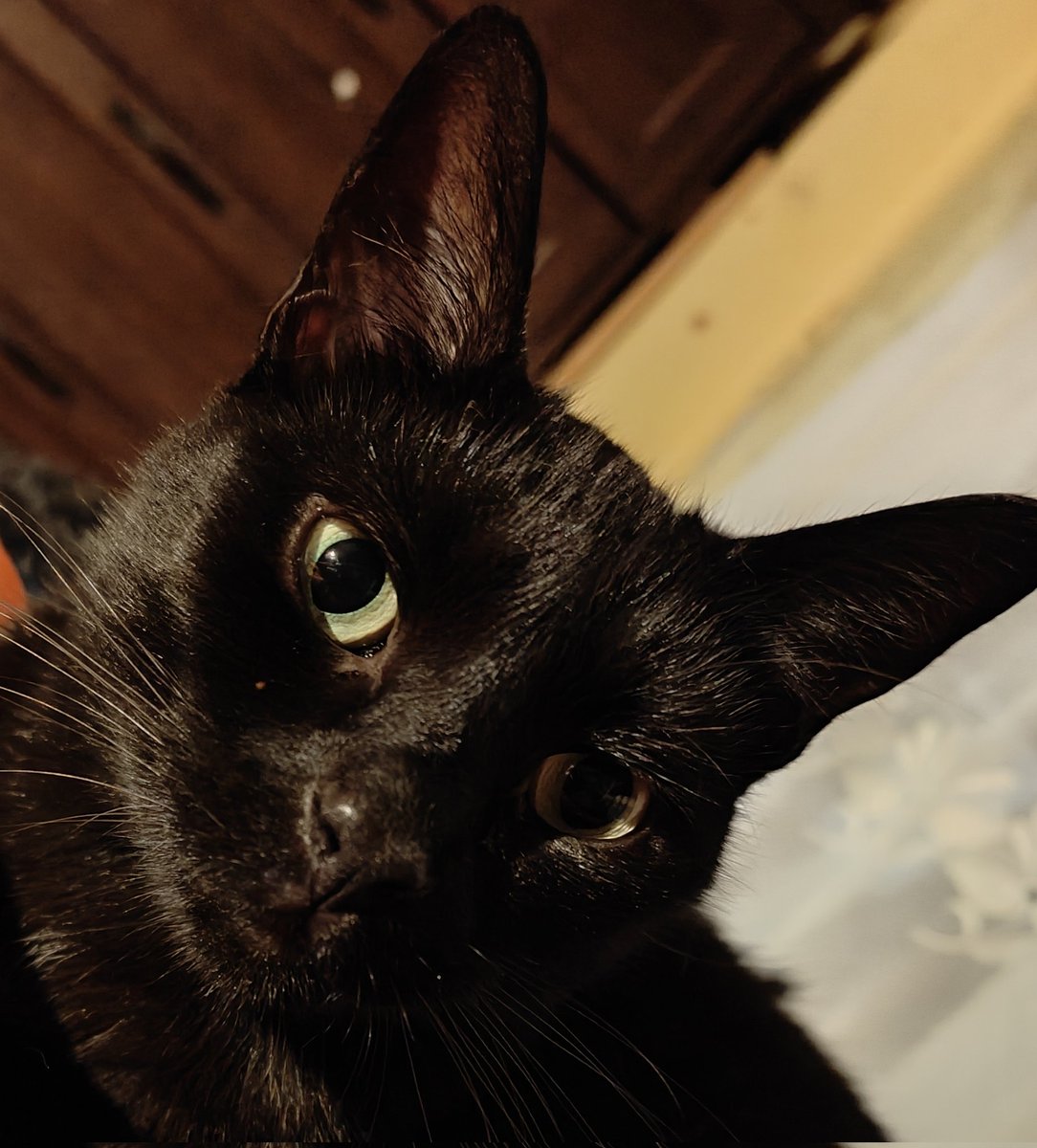 Już niewiele brakuje by kotkom niczego nie brakowało. Żwirek, dobre jedzonko, leki, coś żeby pchełki nie gryzły i dużo miłości....

Proszę o choć niewielkie wsparcie, 100 złotych  powinno wystarczyć 

Kotki z góry dziękują 

zrzutka.pl/5zywr4