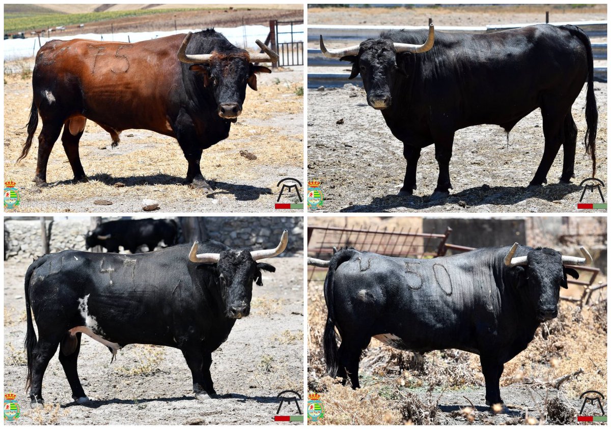 Hoy es el día, 8 Agosto, 22:30 horas
Compra tu entrada para el concurso del año:
Toros de Cebada Gago y un sobrero de San Fermín para la final. Esto no es un espectáculo: Es una prueba de valor #ConcursoDeRecortes #VillasecaDeLaSagra #RecortesVillaseca #CebadaGago #CebadaGago2025