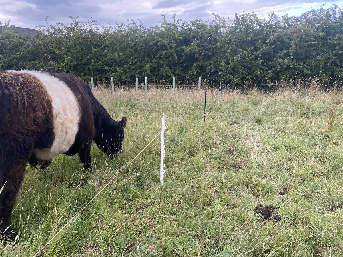 Farm regeneration.

The cattle are moved twice per day.

Why?

Mimicking the movement of wild herds, using solar powered electric fence, leaves leaf area on the plant, to continue photosynthesis and speed regrowth.

The animals also leave behind pee, poo and saliva, avoiding the