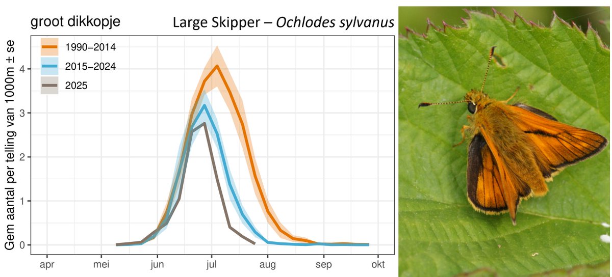 The start of the flight period for Large Skipper (O sylvanus) on Dutch Butterfly Monitoring transects is more or less unchanged, but peaks lower and ends earlier. Before 2014 numbers end of July would be around half of the peak numbers, now they are close to 0.