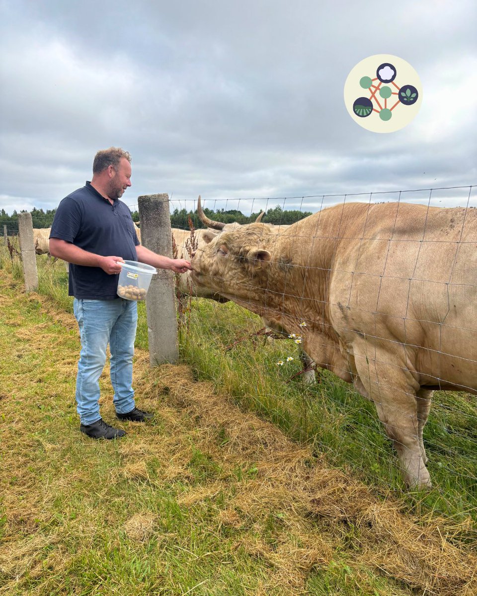 OrgClimateNET's tweet image. 🐄 Last day of #OrganicClimateNET in Latvia! We visited SIA “J-Parks”, a small organic Charolais farm with 22 cows, direct meat sales, rural tourism, workshops, composting &amp;amp; permaculture 🌱

A great example of self-sufficient, sustainable farming!
👉 organicclimatenet.eu