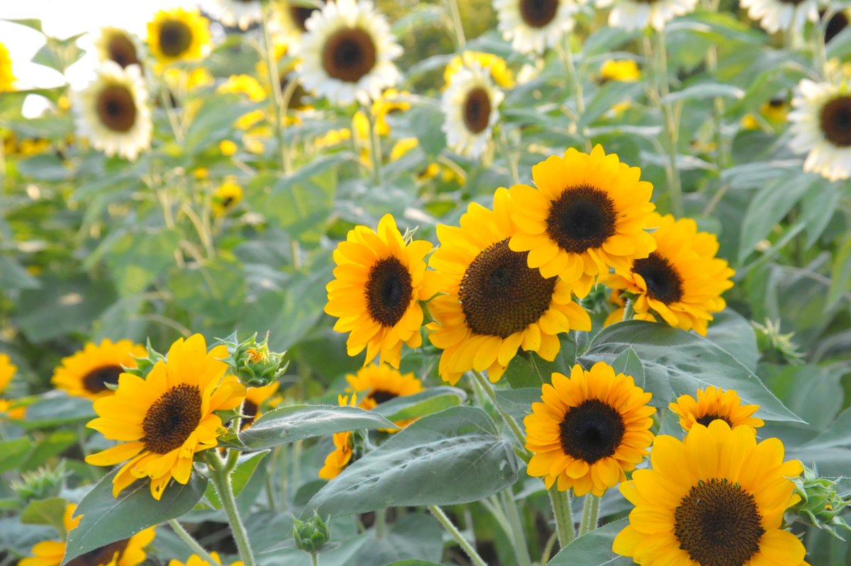 ヒマワリ見頃】📷8/1 「ヒマワリ」が見頃になりました🌻8品種4000本の