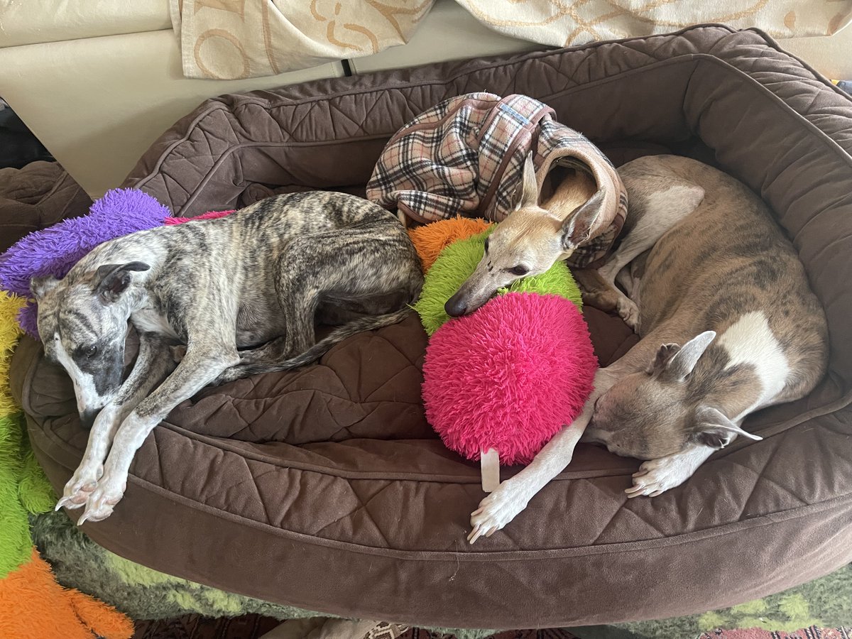 Sammy surrounded by love❤️
He had a bad night at 3:15 am he suffered a terrible coughing fit and then was sick. After lots of kind words and cuddles, he calmed then went back to sleep.

Vet this afternoon, hope they can help him. 🙏🏻🙏🏻🙏🏻🙏🏻😢😢😢❤️❤️❤️