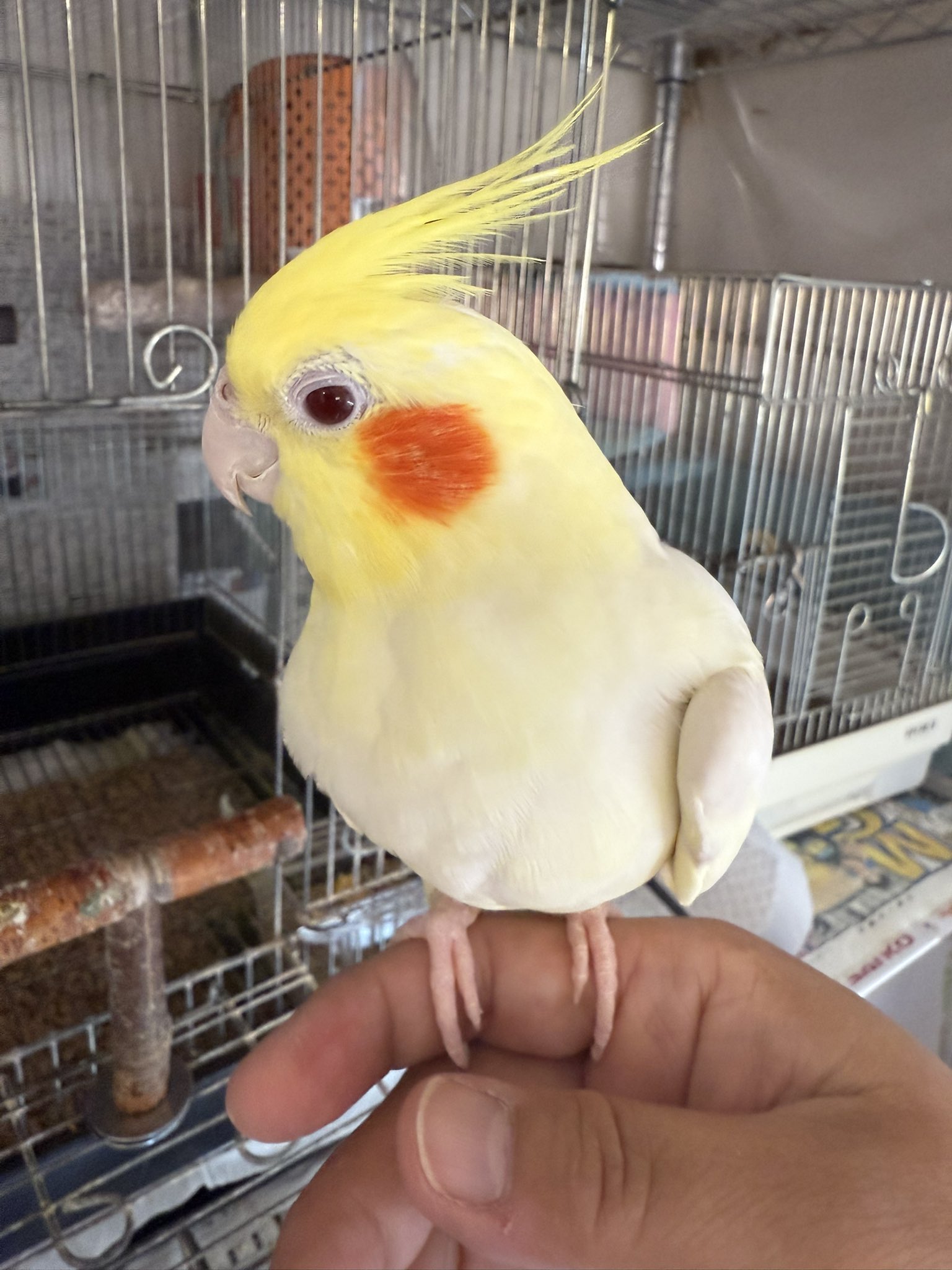 まる茶♪ on X: 