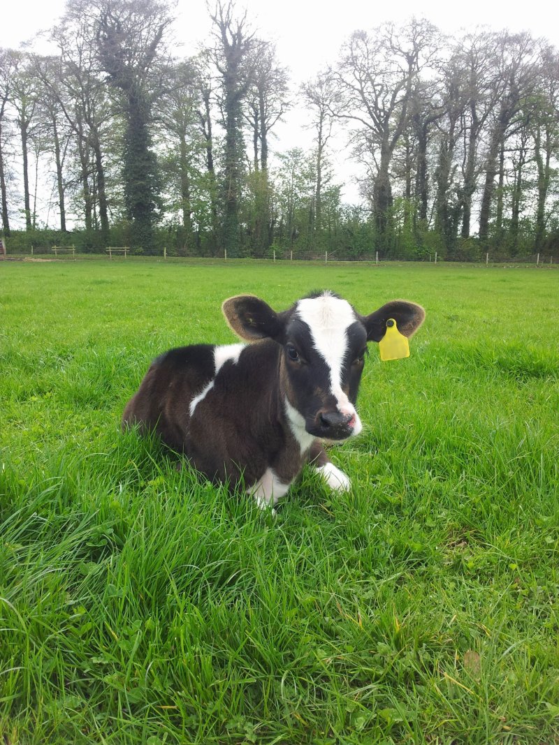Bluetongue in calves? 🚨

Watch for small/weak/deformed or blind calves, plus stillbirths and sudden death in newborns. Bluetongue is notifiable - report ASAP.

Read more: bit.ly/4eLhzPf

#CalfHealth #TeamDairy #Bluetongue #BattleBluetongue