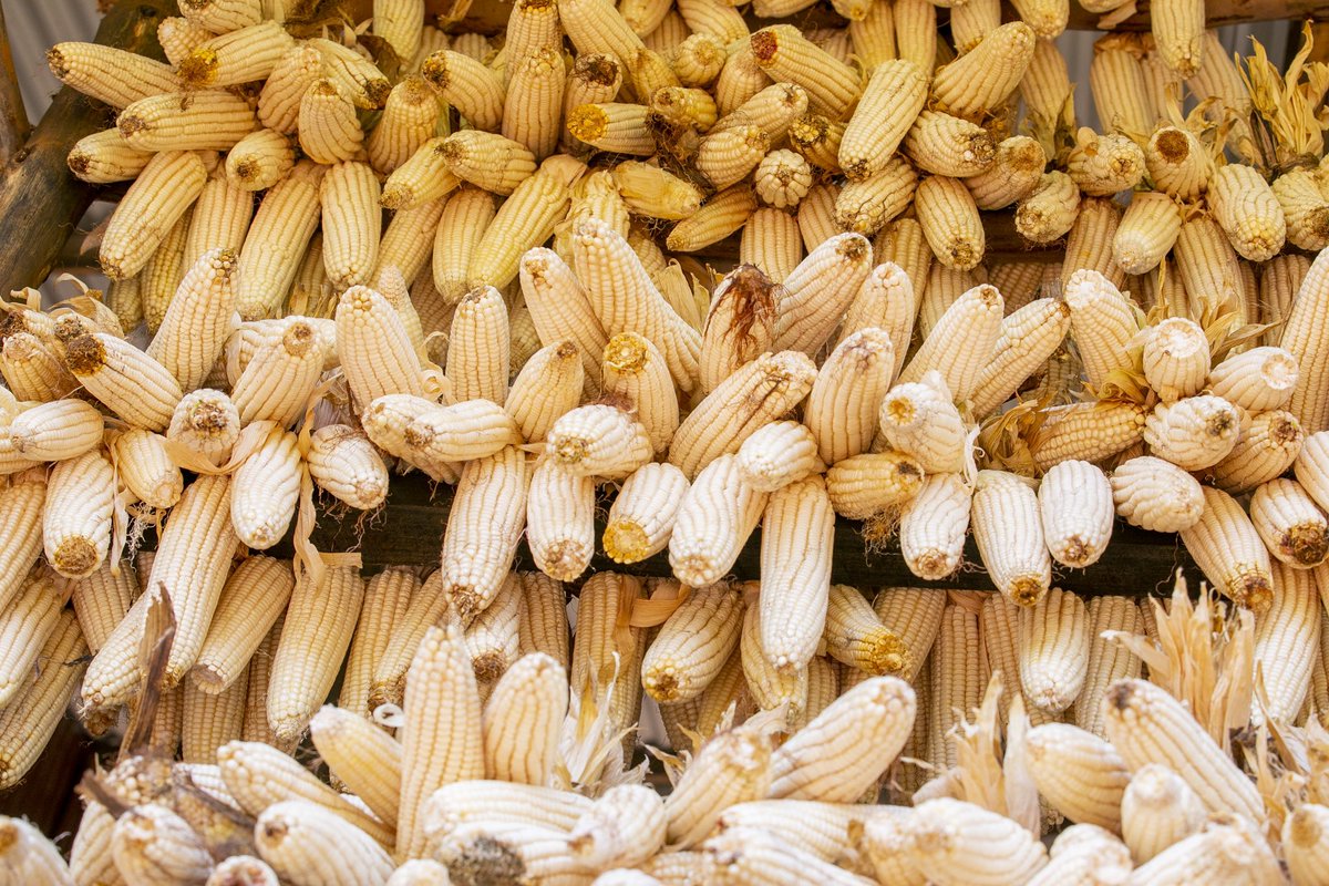 𝐄𝐚𝐬𝐭𝐞𝐫𝐧 𝐏𝐫𝐨𝐯𝐢𝐧𝐜𝐞 | 𝐑𝐰𝐚𝐧𝐝𝐚 tweet media