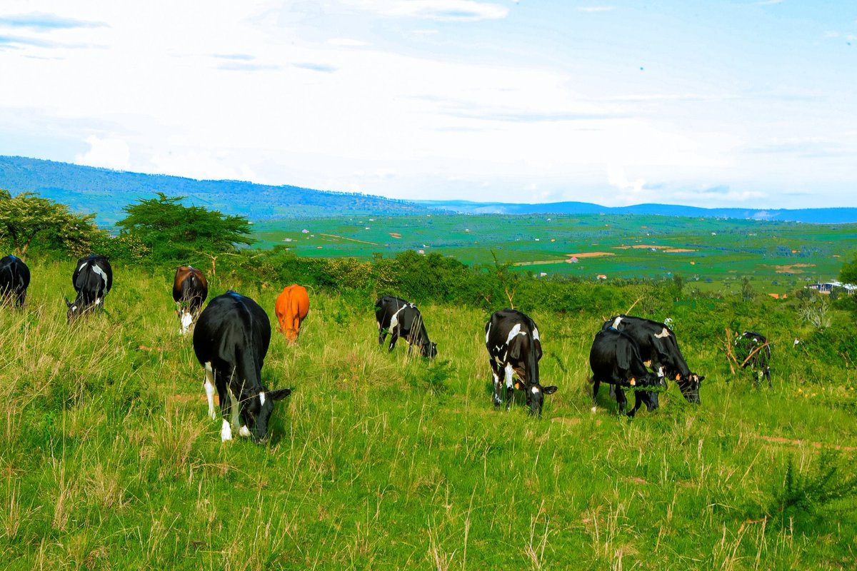 𝐄𝐚𝐬𝐭𝐞𝐫𝐧 𝐏𝐫𝐨𝐯𝐢𝐧𝐜𝐞 | 𝐑𝐰𝐚𝐧𝐝𝐚 tweet media