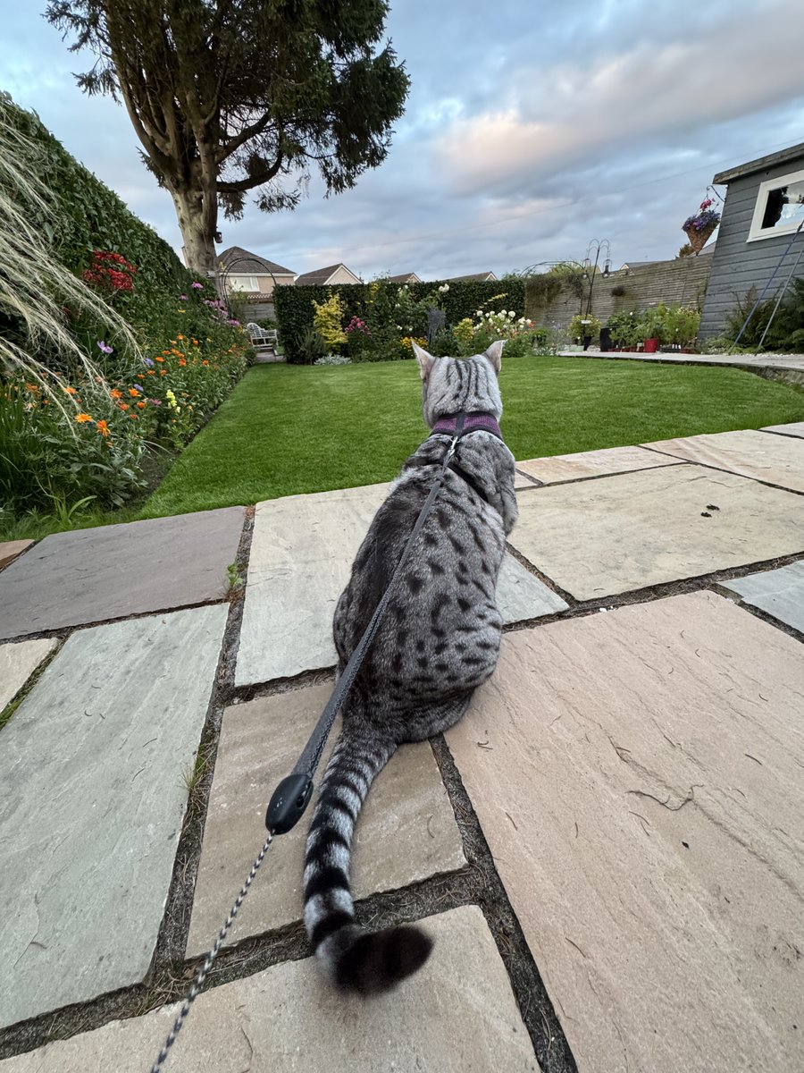 #HedgewatchForJude

Our Dear fren Jude
Is up there now 😿🌈
Im lookin up to say Hi , we miss ya pal 😿💔

#Hedgewatch