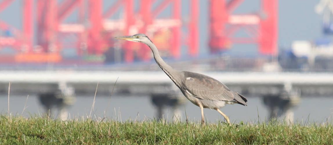 Zukunftsblog Wilhelmshaven
-> Kräftemessen? - 01-08-2025

... mehr (tinyurl.com/2auj77xu)

-> Zukunftsblog Wilhelmshaven
futurewhv.com
