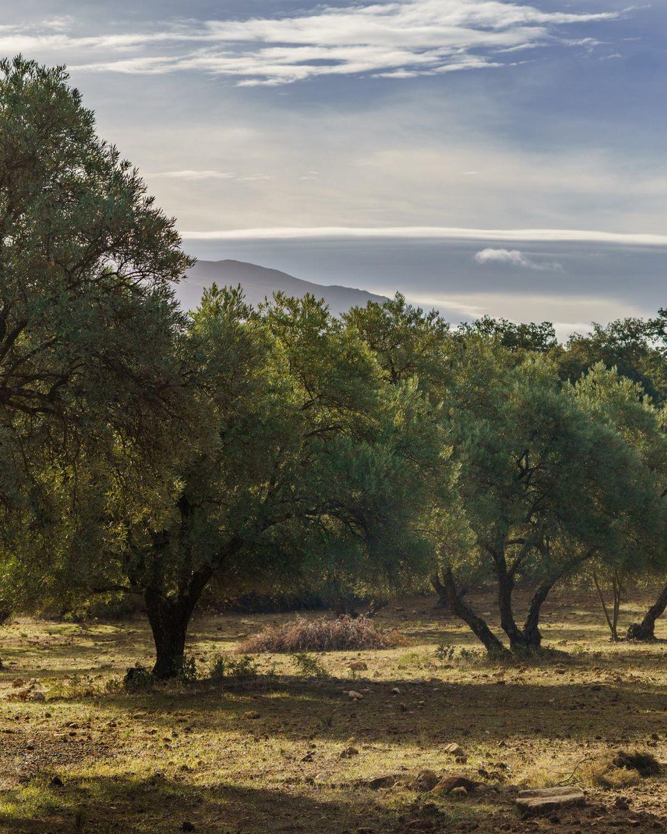 Un suggerimento per una vacanza all’insegna del gusto: visita le aziende olearie, apprezza la bellezza degli oliveti, assapora l’oro verde e scopri come utilizzarlo al meglio in cucina!