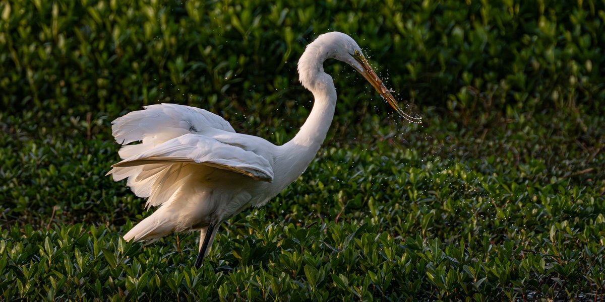 Welcome to My American Morning
Well, I missed the money shot — when the egret crammed his beak into the water to catch it; but I did get a photo a second after that, with water droplets in the air and the little fish in the egret’s mouth.

Egret catches small fish — Conestee