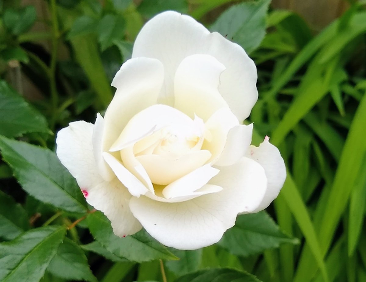 Happy Yorkshire Day from God's Own Country. Strong roots, straight up, and a white rose that never fades.
#YorkshireDay