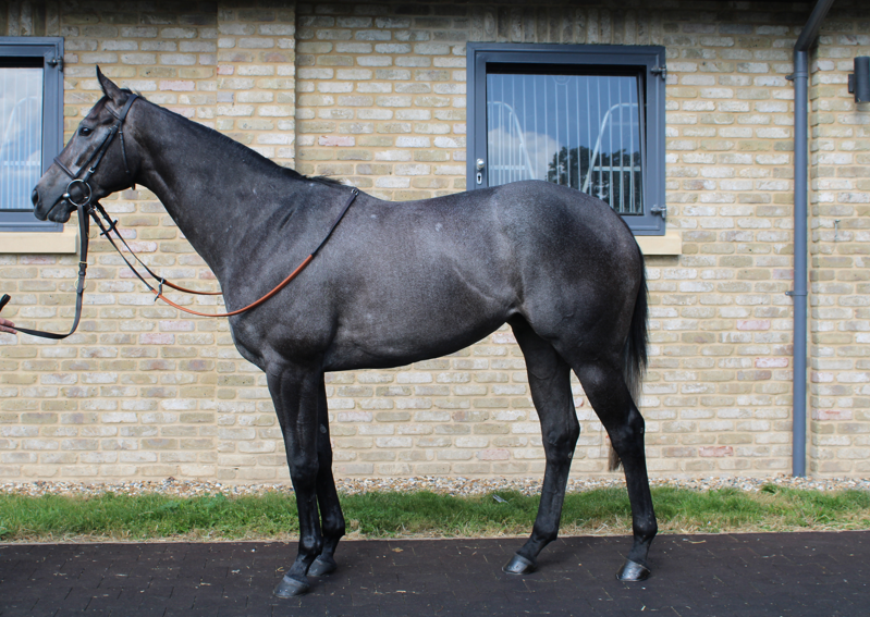 William Knight (@wknightracing) on Twitter photo Todays runners
3.05pm FROST AT DAWN runs <a href="/Goodwood_Races/">Goodwood Racecourse</a> over 5f in the King George Qatar Stakes with <a href="/WilliamBuickX/">William Buick</a> booked to ride.
7.57pm HOLY SMOKER runs <a href="/NewmarketRace/">Newmarket Racecourse</a> over 1m4f with <a href="/CierenFallonJr3/">Cieren Fallon</a> in the saddle.
Good Luck π
Sponsored by <a href="/chestnutgroupUK/">CHESTNUT</a> and <a href="/IMPGraphics/">imp</a> Todays runners
3.05pm FROST AT DAWN runs <a href="/Goodwood_Races/">Goodwood Racecourse</a> over 5f in the King George Qatar Stakes with <a href="/WilliamBuickX/">William Buick</a> booked to ride.
7.57pm HOLY SMOKER runs <a href="/NewmarketRace/">Newmarket Racecourse</a> over 1m4f with <a href="/CierenFallonJr3/">Cieren Fallon</a> in the saddle.
Good Luck π
Sponsored by <a href="/chestnutgroupUK/">CHESTNUT</a> and <a href="/IMPGraphics/">imp</a>