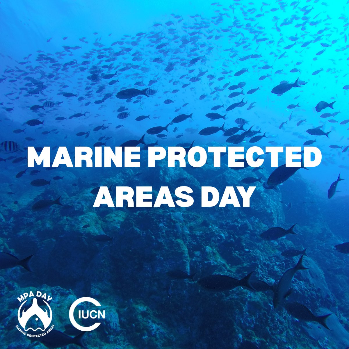 IUCN Centre for Mediterranean Cooperation 🌿 tweet media