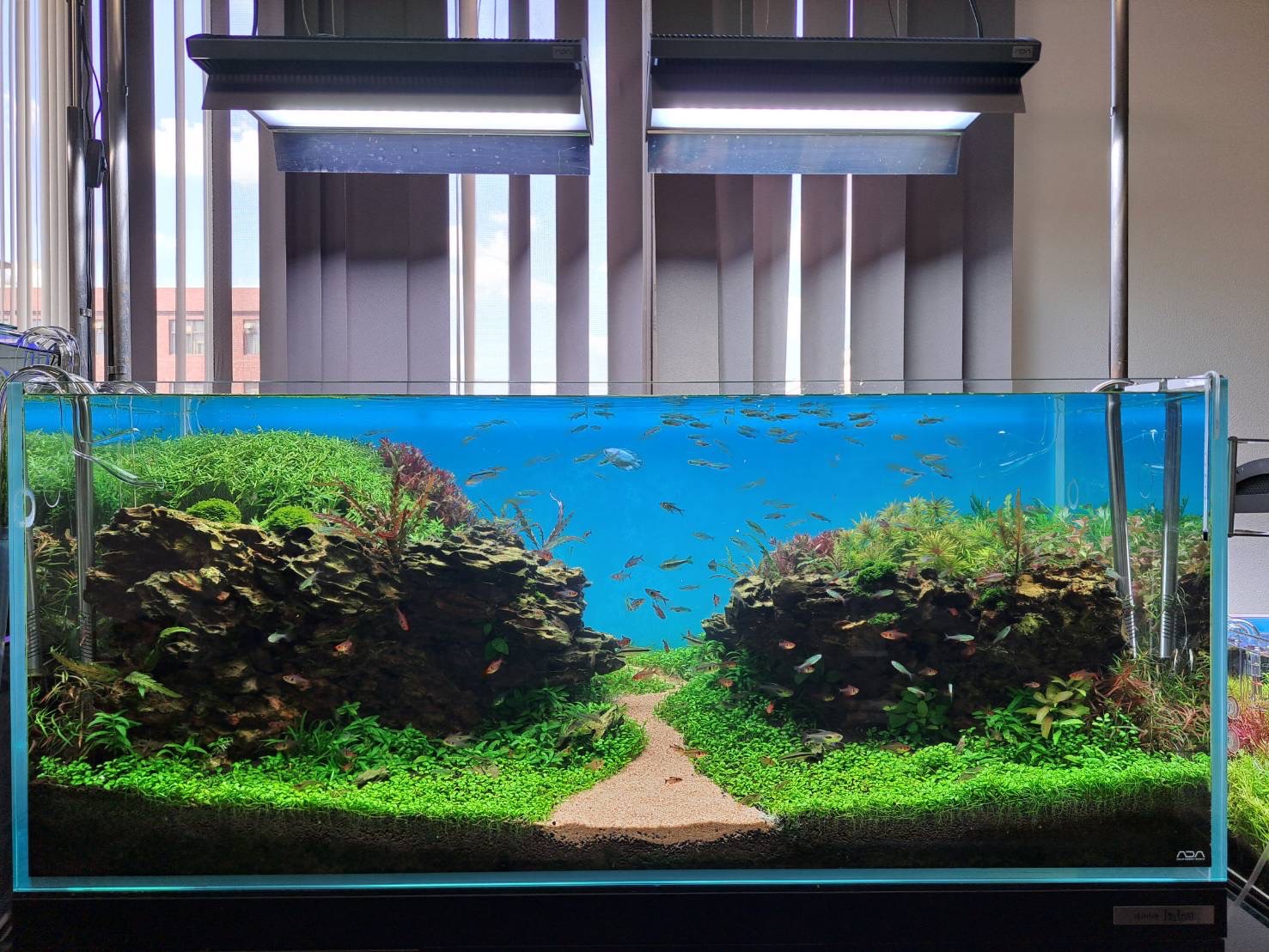 Aquarium TALLMAN（アクアリウム トールマン） on X: 