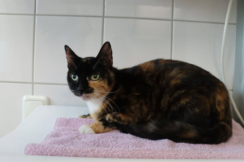 Tierheim Mülheim Kopie:
Wer kennt Maya und kann Angaben zu ihren Haltern machen?
Maya wurde am 31.07.2025 in 46047 Oberhausen auf der Werdener Str. in einer Transportbox in einem Hausflur abgestellt. Maya ist gechippt, die Telefonnummer der Halter ist aber nicht mehr vergeben.