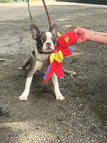 Tierheim Ahlen Kopie:
Immer wieder, wenn wir denken, wir hätten schon alles erlebt, passiert so etwas:
Heute - während der Öffnungszeiten- wurde dieser kleine Junghund vor unserem Tierheim ausgesetzt.
Völlig hungrig und verstört ließ er sich kaum anfassen, so langsam aber fasst