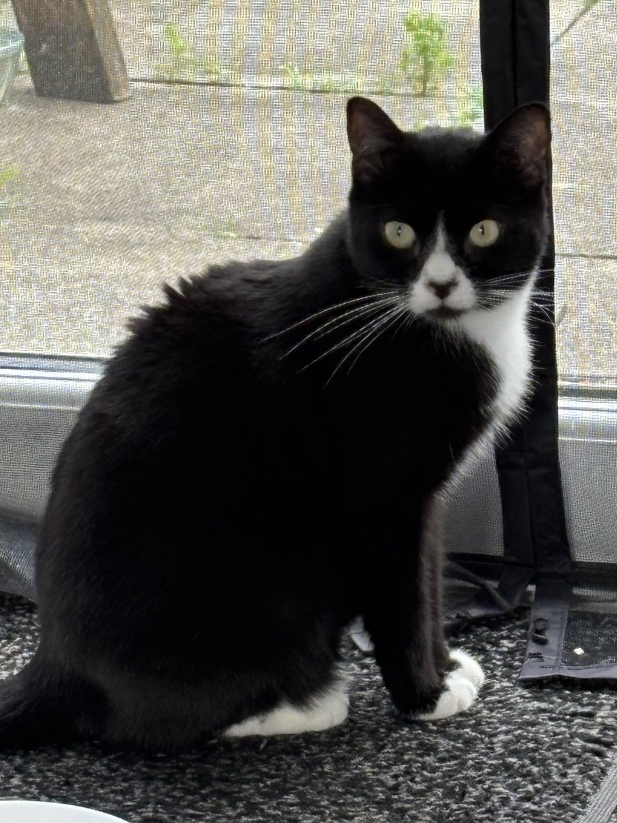 #Hedgewatch  Morning ebbery bodies, I hope you all have wonderful days today, the sun is shining yay. Come on Nan Nan I have people to see and places to go!! Oh don’t start with the cat flap again Nan Nan, I don’t like the flappity flaps😿Quick Beautiful Eyes is here, come on🐈‍⬛🦋