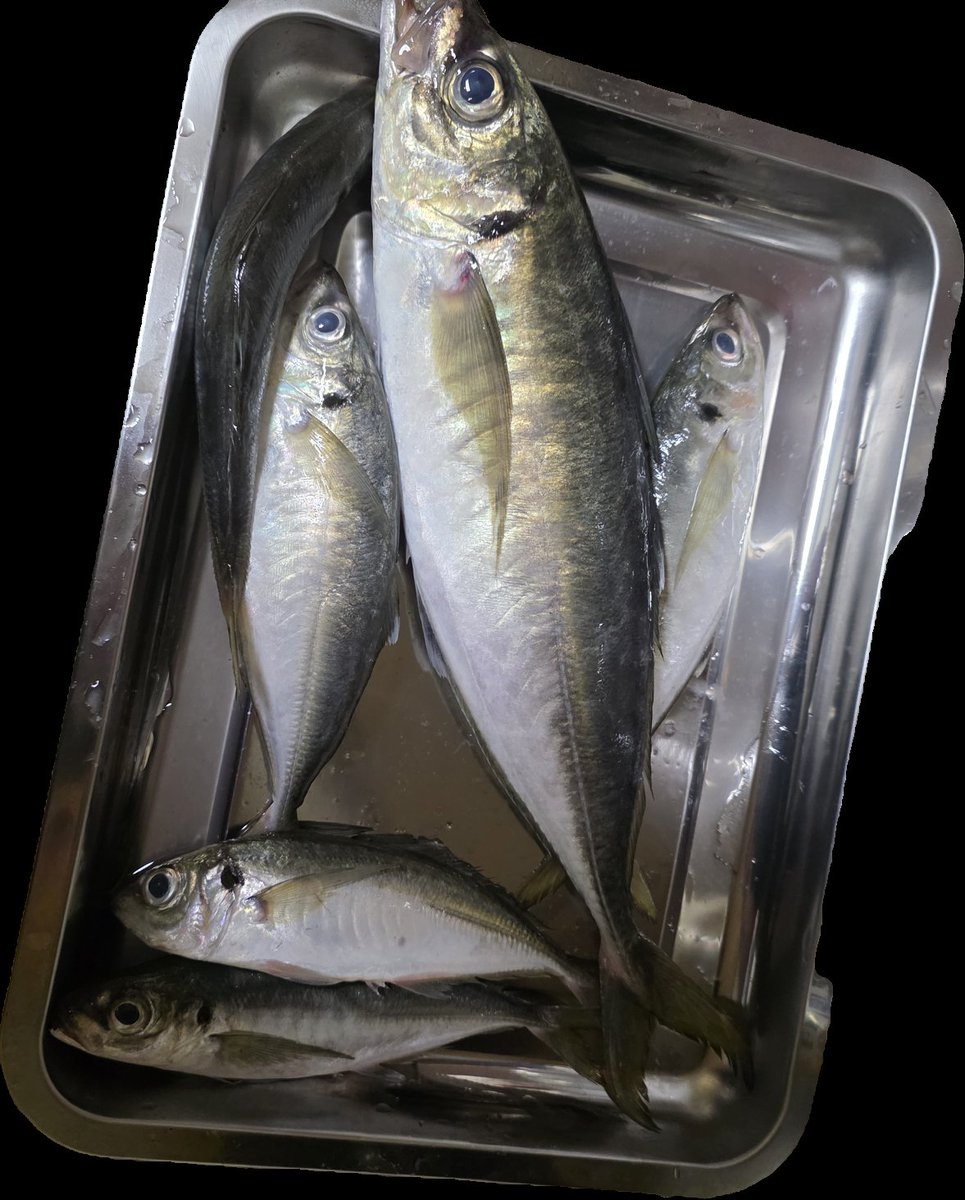 n_elfi_r's tweet image. この前のアジ🐟🐟
よけ釣れたけど刺身とフライ用にこれだけ🥺
このデカイの40cm近くあった🫶