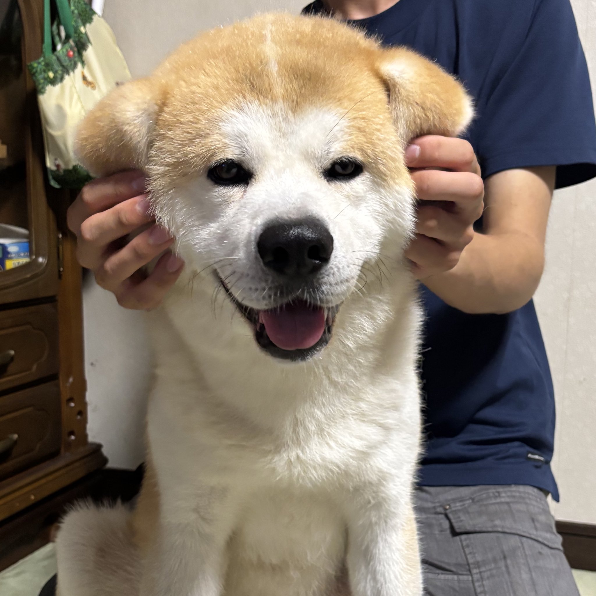 太陽と犬 秋田犬のむう太🐶 on X: 