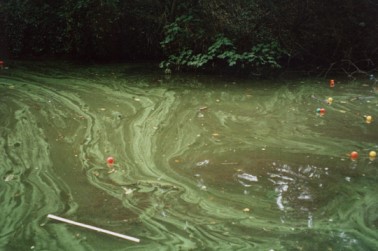 Canal & River Trust East Midlands (@crteastmidlands) on Twitter photo We've had reports of Blue Green Algae at Denton Reservoir on the Grantham Canal. 
This naturally occurring algae can be harmful, so please keep out of the water and make sure animals stay well away. 
You can read more about Blue Green Algae here:
canalrivertrust.org.uk/support-us/our… We've had reports of Blue Green Algae at Denton Reservoir on the Grantham Canal. 
This naturally occurring algae can be harmful, so please keep out of the water and make sure animals stay well away. 
You can read more about Blue Green Algae here:
canalrivertrust.org.uk/support-us/our…
