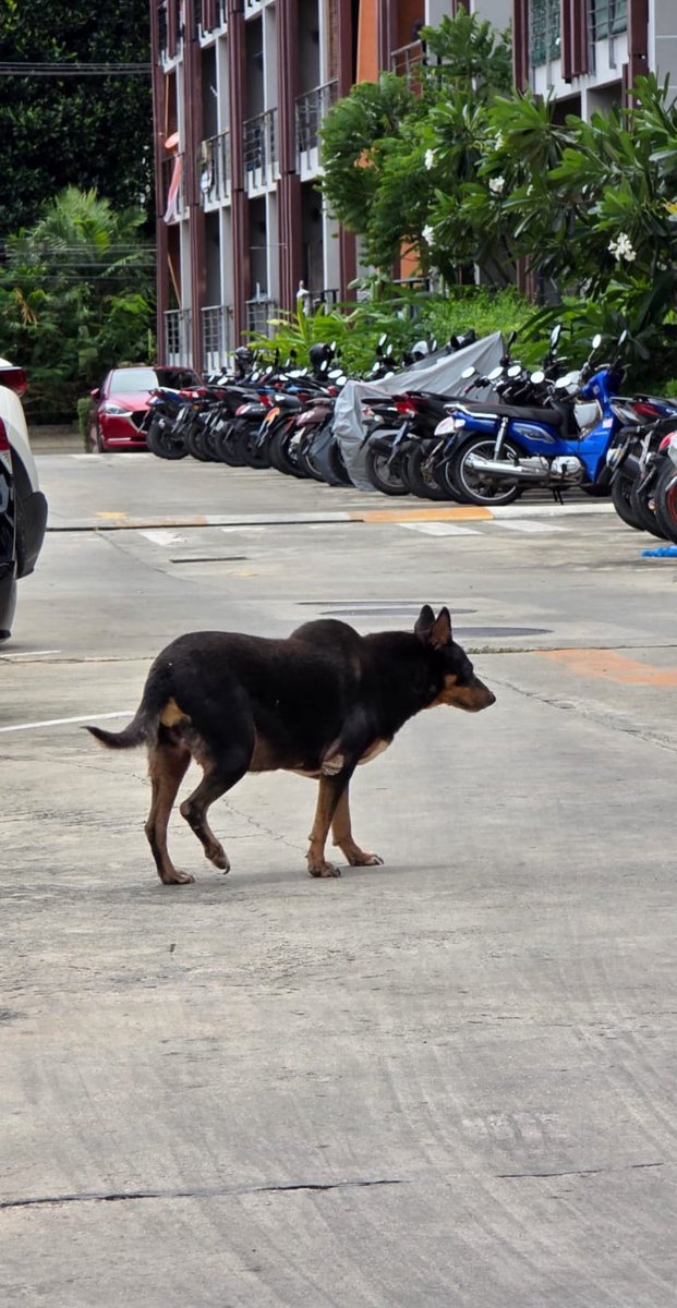 The first picture I was ever sent of Jada. 

A street dog terrified of humans. Locals could see her growth expanding by the day. 

It’s hard to believe the progress today… (1/8)🧵