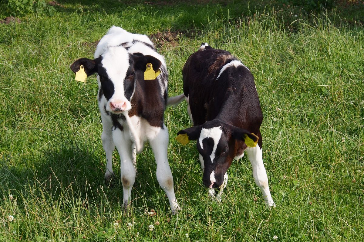 Grazing calves need cobalt to produce Vitamin B12, essential for energy, growth &amp; immunity. Deficiency can cause:

❌ Slow weight gain
❌ Poor appetite &amp; rough coats
❌ Weak resistance to infections

👉 bit.ly/458mya2

 #TeamDairy #GrazingSuccess