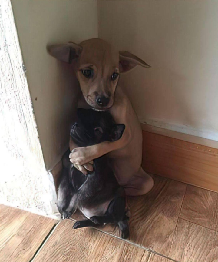 A puppy was brought to the shelter, paralyzed with fear. A sweet lonely pup Lucy who was also waiting for a forever home took to her immediately, they formed a bond and clung together. The shelter decided to only adopt the two of them together as a pair. Happily, one of the