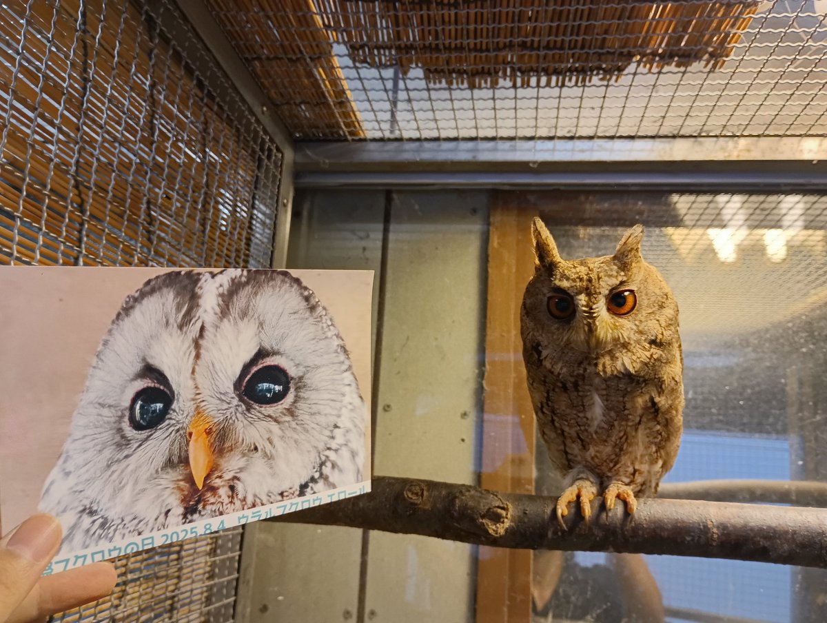  バード　owl フクロウ 長野市茶臼山動物園【公式】 on X