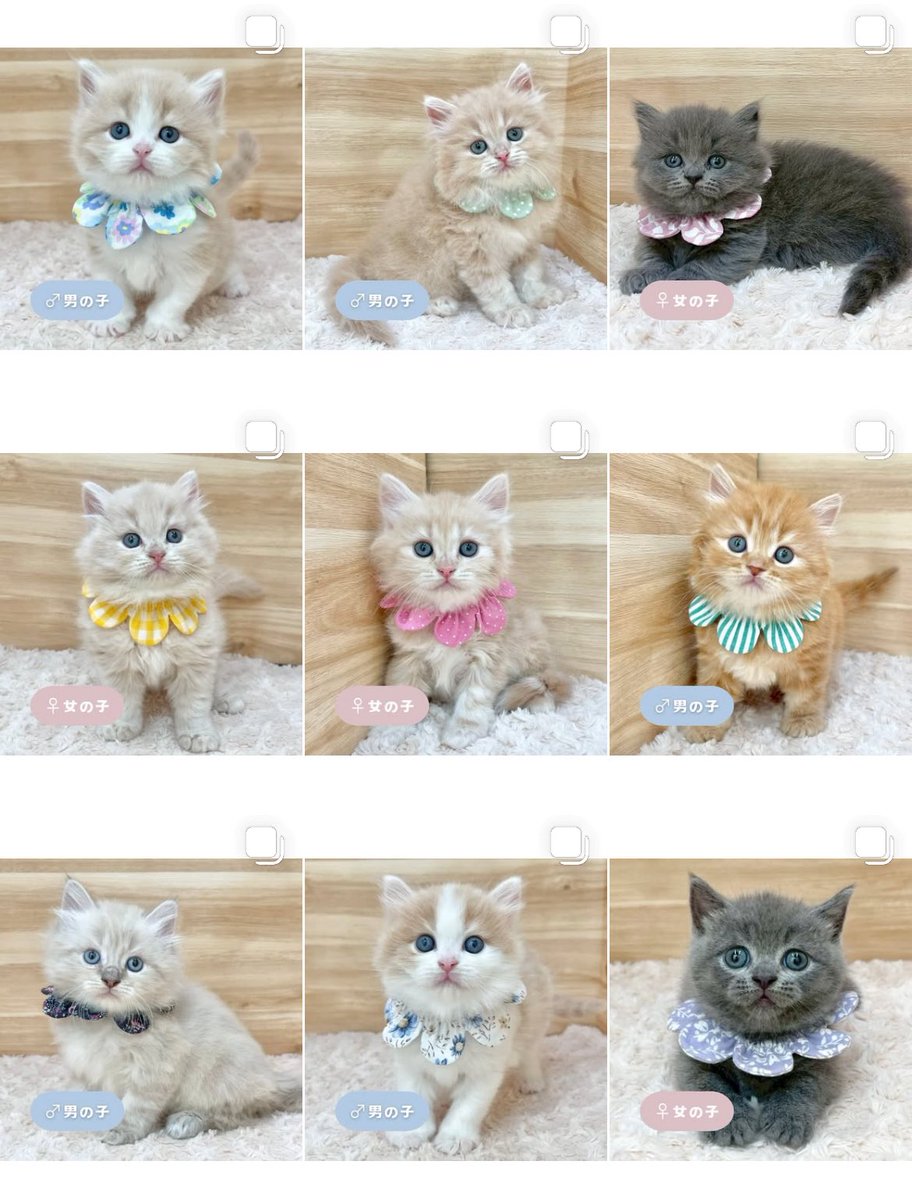 ð«§ æç¥ã®ç«ã¡ããå°éïŸïŸïŸïœ°ïŸïŸïœ° ð«§ (æ ª)LEGARE (@legaremeow) on Twitter photo ããã«ã¡ã¯ð
ã
€
â«ïžInstagramïŒåç«ã¡ããäžèЧïŒ
â«ïžã¿ããªã®åç«ããªãŒããŒ
ã
€
æŽæ°ããŸããâ
ã
€
ãããããããã£ãŒã«ã®ãªã³ã¯ããã¢ã¯ã»ã¹ãã§ããŸãã®ã§ïœ€ãã²ã確èªãã ããð±ð¿
#ç«å¥œããããšç¹ãããã
#ç« #ãã
#ç«ã®ããæ®ãã ããã«ã¡ã¯ð
ã
€
â«ïžInstagramïŒåç«ã¡ããäžèЧïŒ
â«ïžã¿ããªã®åç«ããªãŒããŒ
ã
€
æŽæ°ããŸããâ
ã
€
ãããããããã£ãŒã«ã®ãªã³ã¯ããã¢ã¯ã»ã¹ãã§ããŸãã®ã§ïœ€ãã²ã確èªãã ããð±ð¿
#ç«å¥œããããšç¹ãããã
#ç« #ãã
#ç«ã®ããæ®ãã