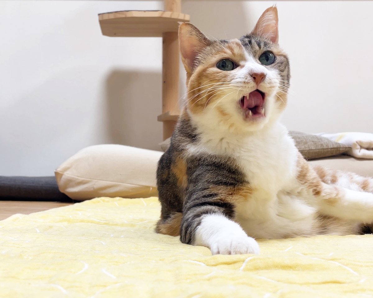 2ページ猫漫画「起きたらにぎやか」