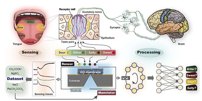 GRAPHERGIA (@graphergia_eu) on Twitter photo Can you believe that a #graphene-based artificial tongue can display near-human sense of taste? 🍲
Researchers at <a href="/CAS__Science/">Chinese Academy of Sciences</a> & Shandong University of Technology are behind this research.
👉 More details here: phys.org/news/2025-07-g…
#GrapheneOxide #GrapheneSensors Can you believe that a #graphene-based artificial tongue can display near-human sense of taste? 🍲
Researchers at <a href="/CAS__Science/">Chinese Academy of Sciences</a> & Shandong University of Technology are behind this research.
👉 More details here: phys.org/news/2025-07-g…
#GrapheneOxide #GrapheneSensors