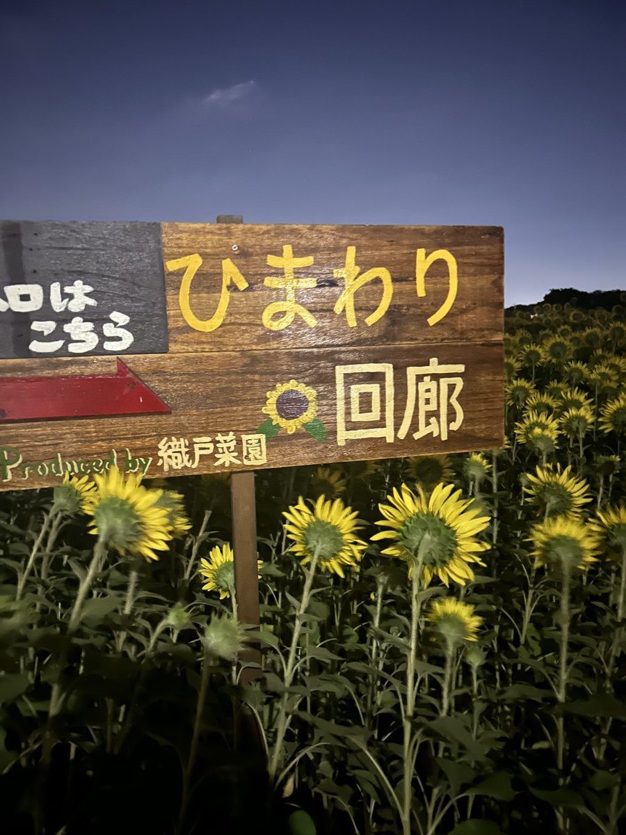 どうやらひまわりの回廊は見物客のマナーの悪さで地域住民からクレームが殺到して、狩られてしまったらしい…