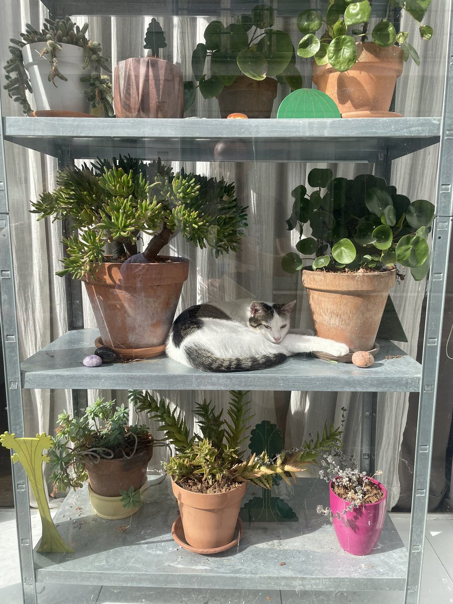 En vitrine… 🐈‍⬛