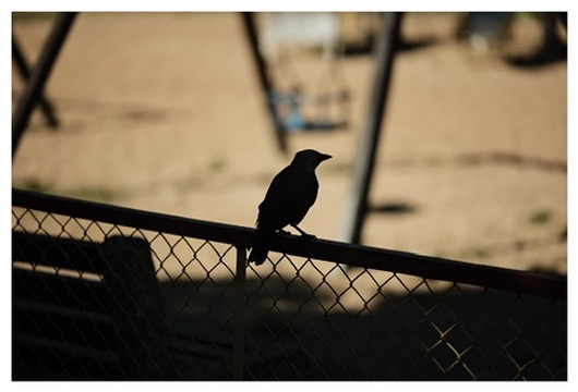 Dzień czterdziesty trzeci. Kruki.

#Fujifilm
#XT5
#SOOC
#Viltrox75mmF12
#UrbanBirds
#CrowPortrait
#MoodyShadows
#StreetWildlife
#NaturalSilhouette
#EverydayNature