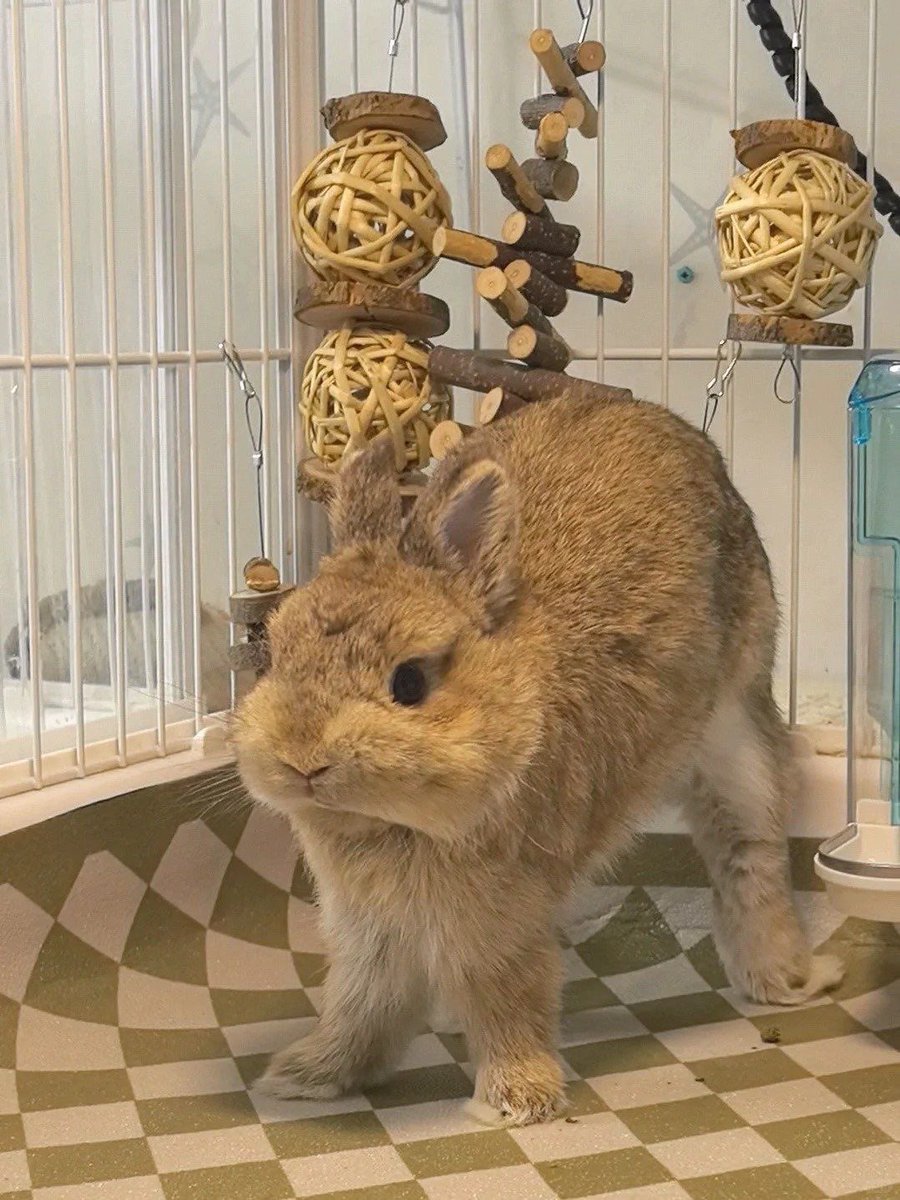 Why you should have a rabbit (@shouldhaverabit) on Twitter photo 