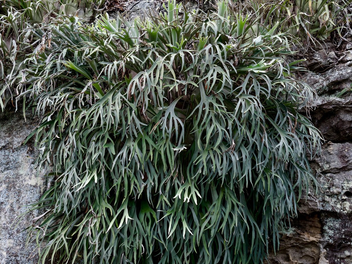 vandaka_plants's tweet photo. Another veitchii wild...
#ビカクシダ
#veitchiiwild https://t.co/rza4oVridr