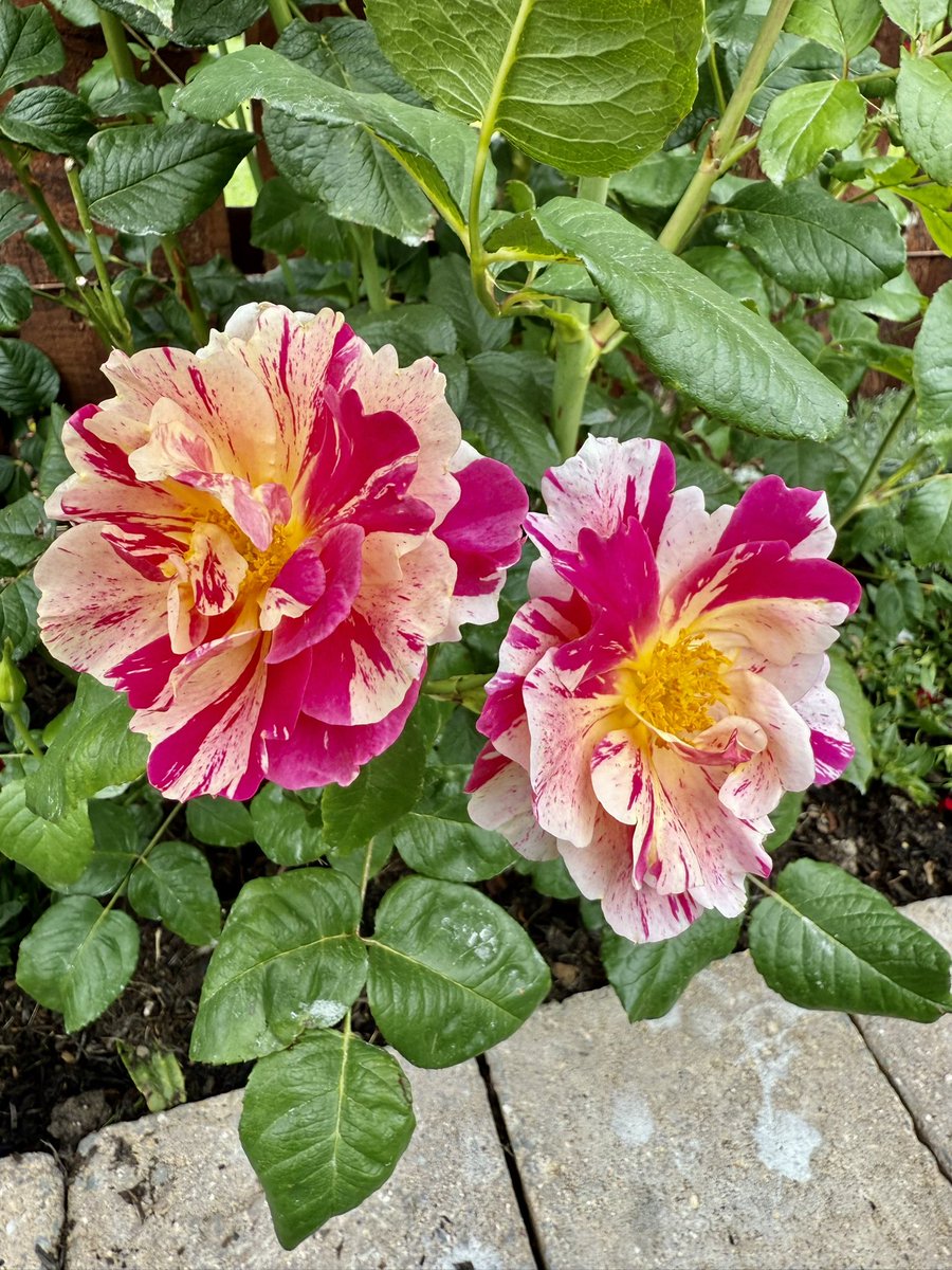 Kevin Nicholson tweet media