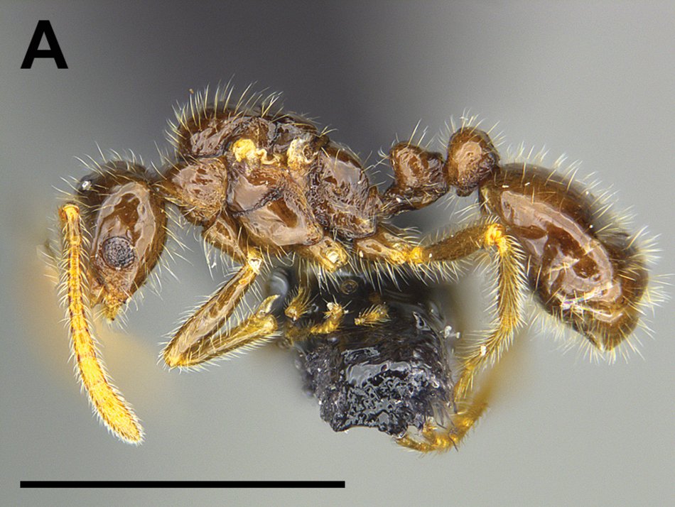 ZooKeys_Journal's tweet image. Description of a new ant social parasite from the Navajo Nation in New Mexico: doi.org/10.3897/zookey…

#parasites #taxonomy #ants