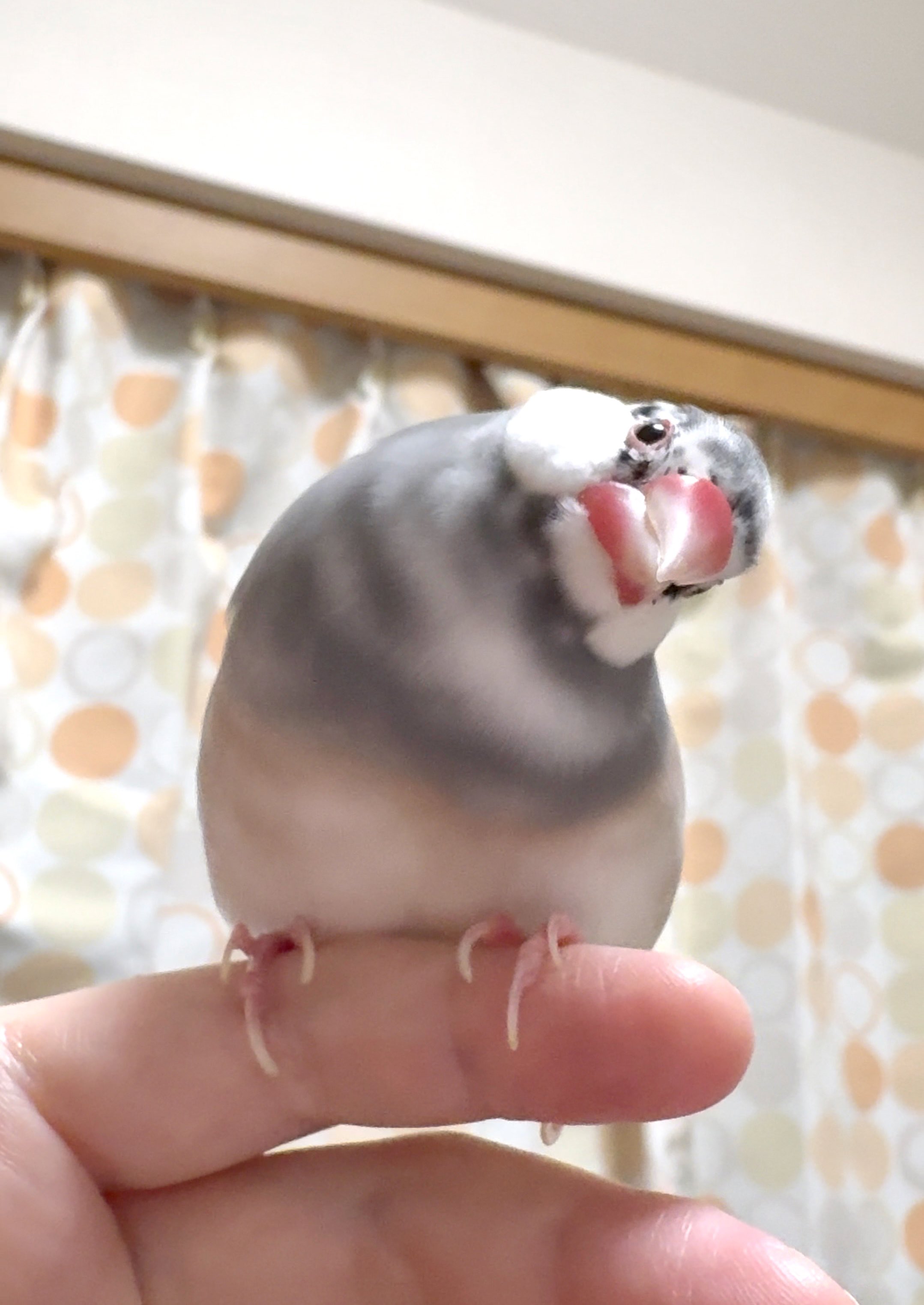 ふく（幸せ文鳥ライフ） on X: 