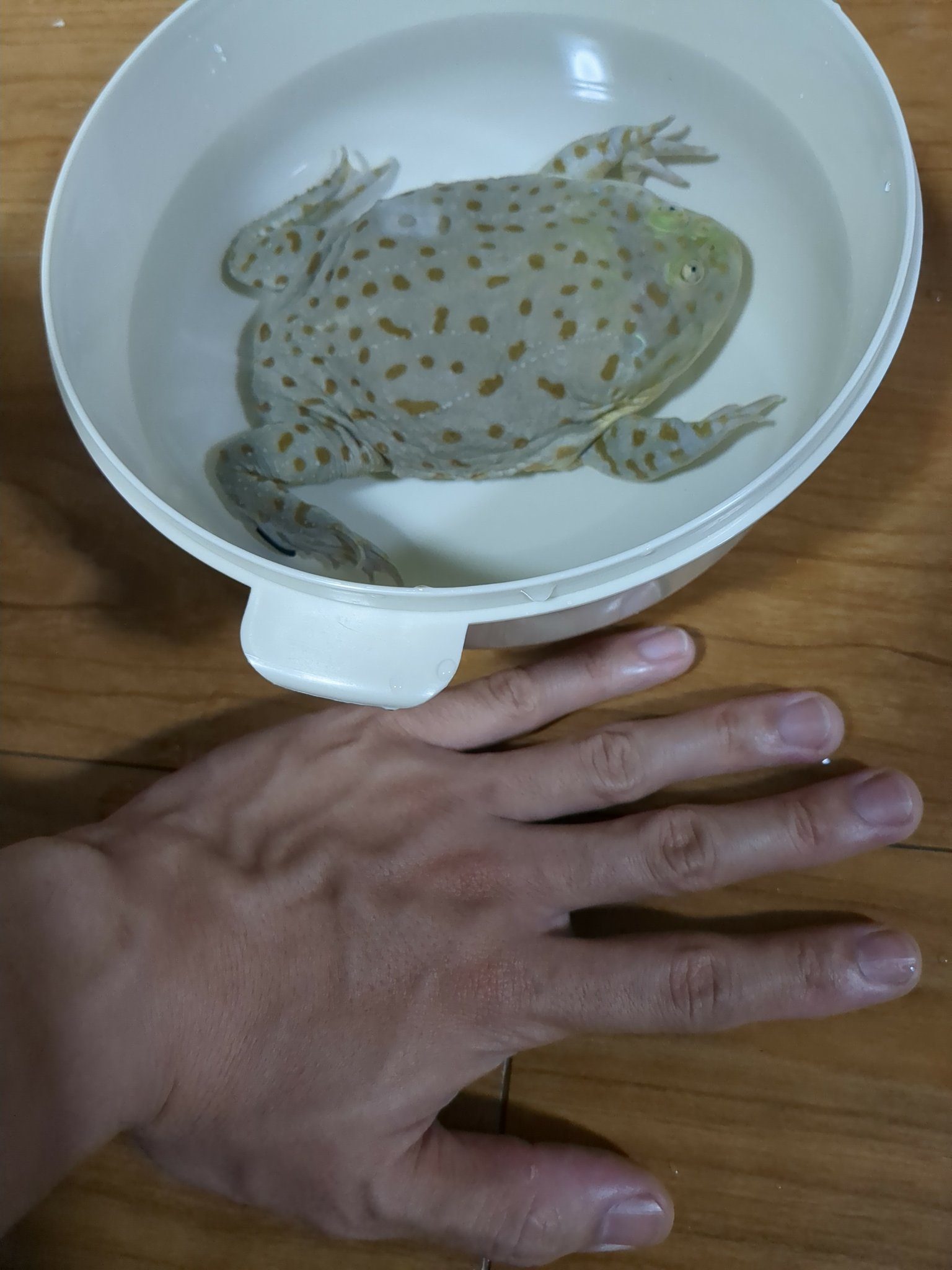 ドラちゃん MhDtMLaH_200x200.jpg