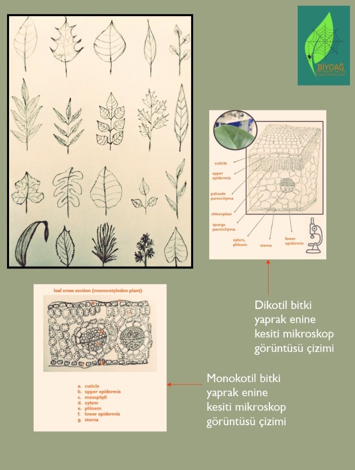 Bitki biyolojisinde bütüncül ve kalıcı öğrenme için hem morfolojik hem de anatomik çizimler yapılarak  aynı zamanda yaratıcılığı da geliştirici aktiviteler ile dersler zenginleştirilebilir 🌿 #Biyoağbiyolojilaboratuvarı
