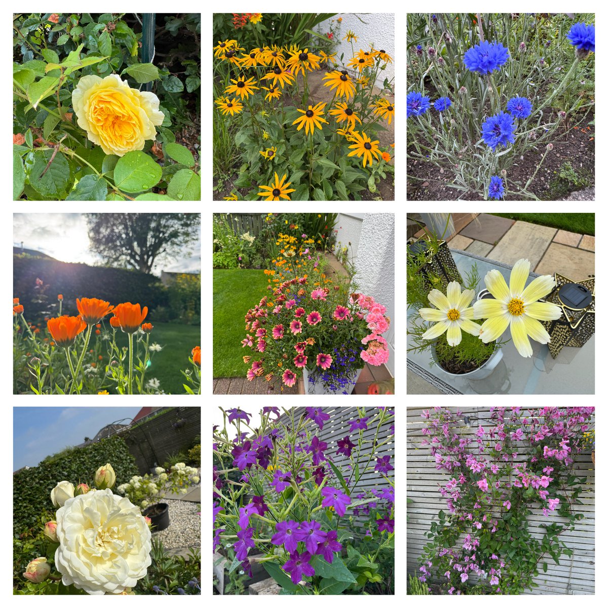 #FlowersOnFriday

The Garden is bursting with colour and scent now….. 🌸🌺🌹🌼🌻
#GardeningX 
#Flowers
#MyGarden
