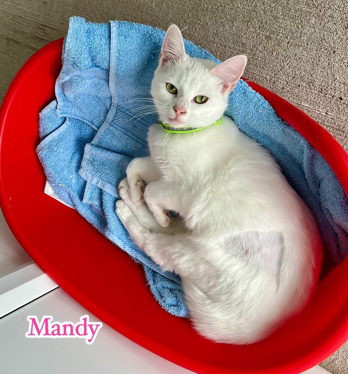 🤍🐾 Meet Mandy!🐾🤍

This gorgeous girl is sweet and striking 1-year-old white cat looking for her #fureverhome 
Mandy has a gentle, curious nature and would love a home to call her own this weekend😻🏡🤍

We’ve still got appts available on #Caturday  👩‍🏫 #AdoptDontShop