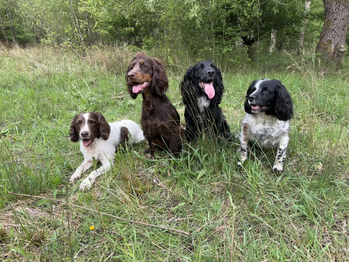 muckyspaniel's tweet photo. @Hippopotamum Happy birthday from us https://t.co/KdfLGgBvUv