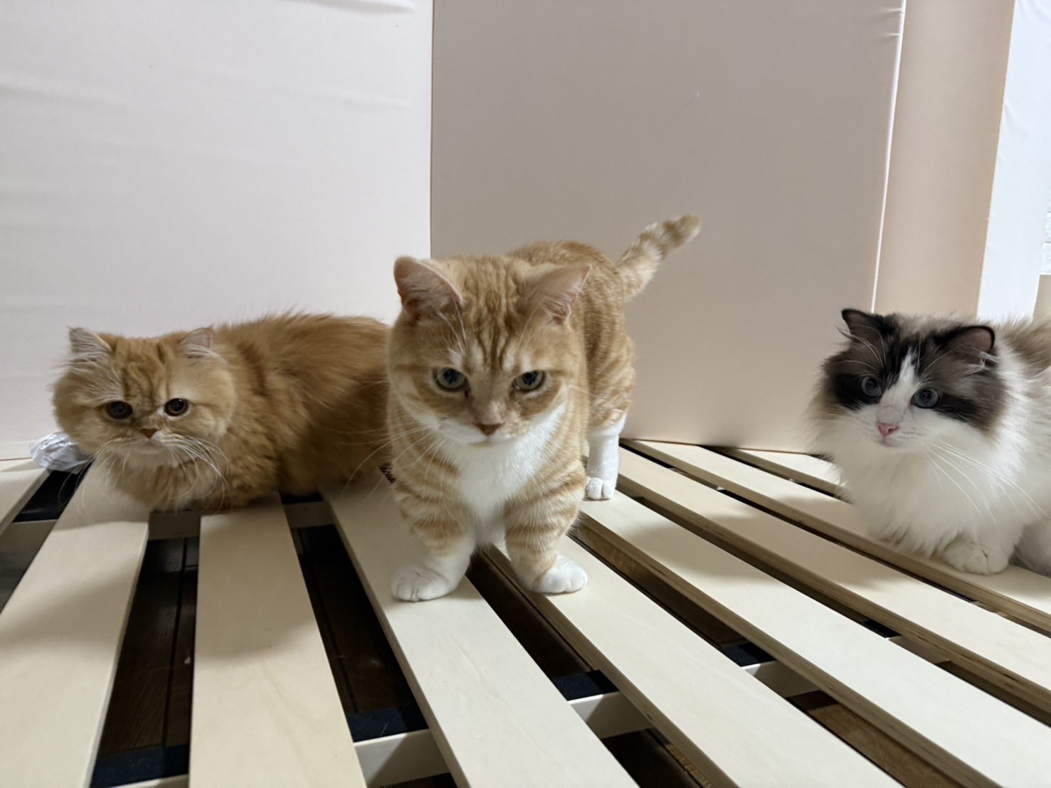 ママと愉快なfamily🐾 on X: 