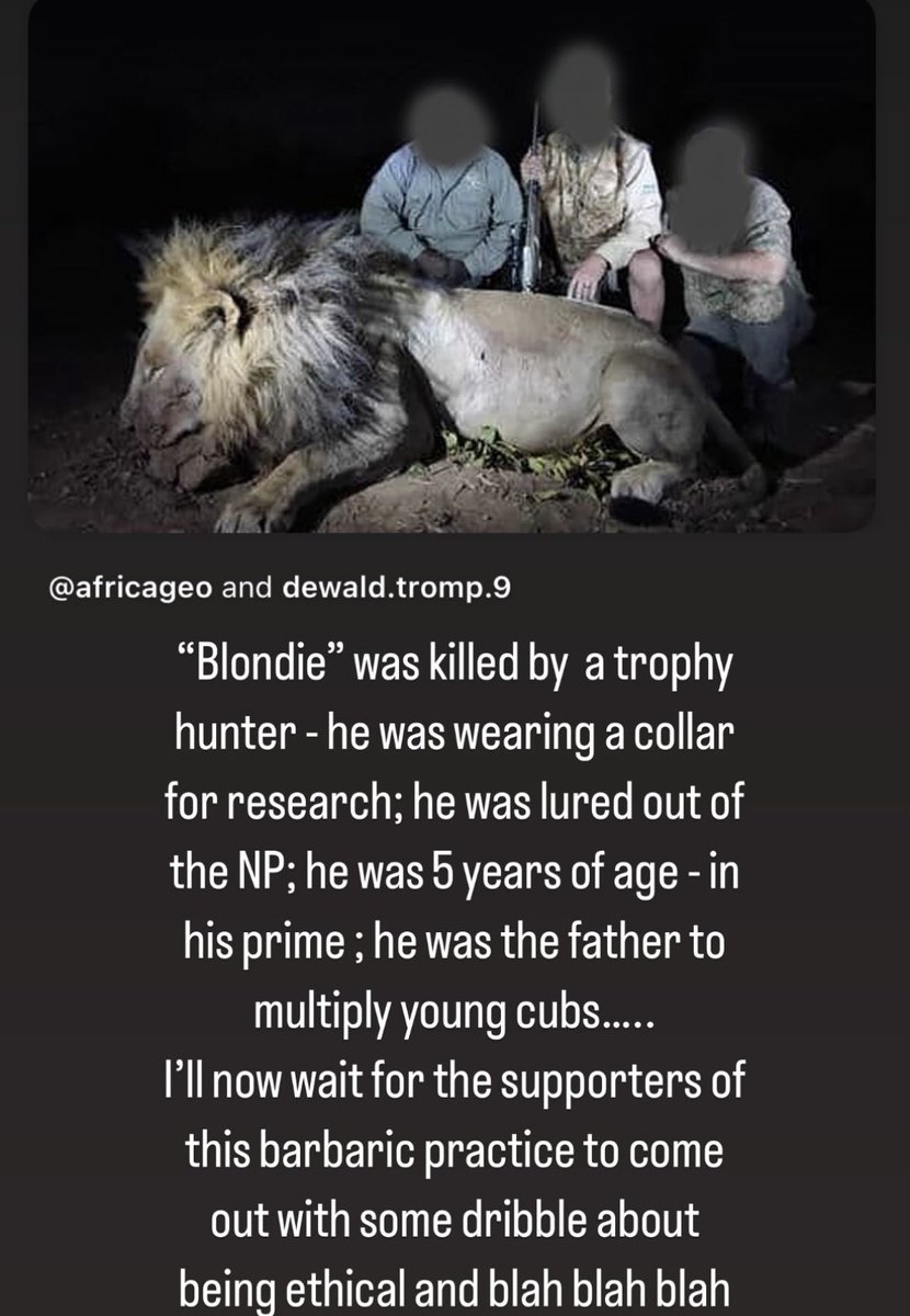 Blondie, the lion that was shot dead was being monitored by Oxford University research project. 
#BanTrophyHunting 
itv.com/news/2025-07-3…