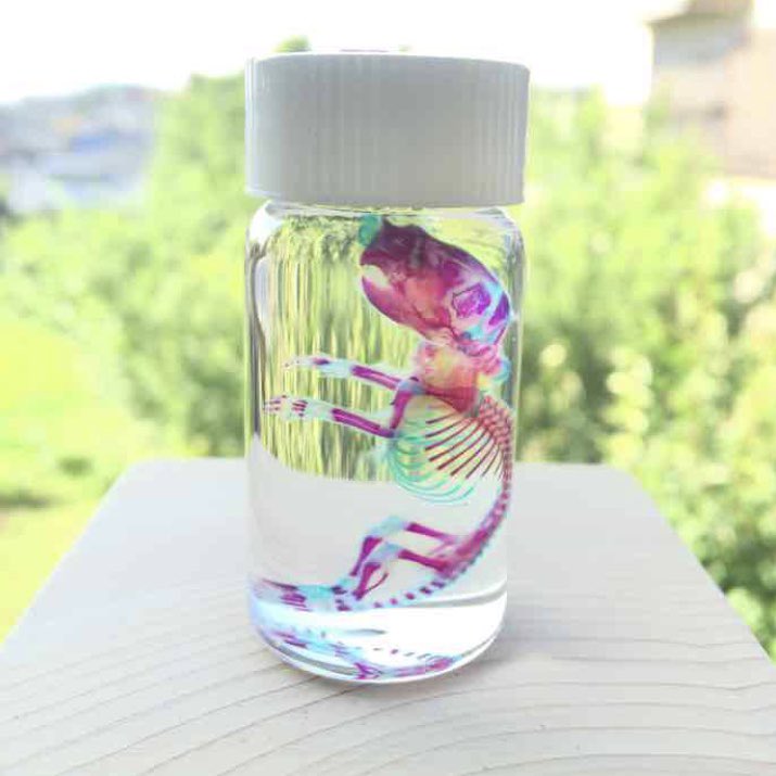透明標本Clair デザフェス5/23,24 H-105,106 tweet media