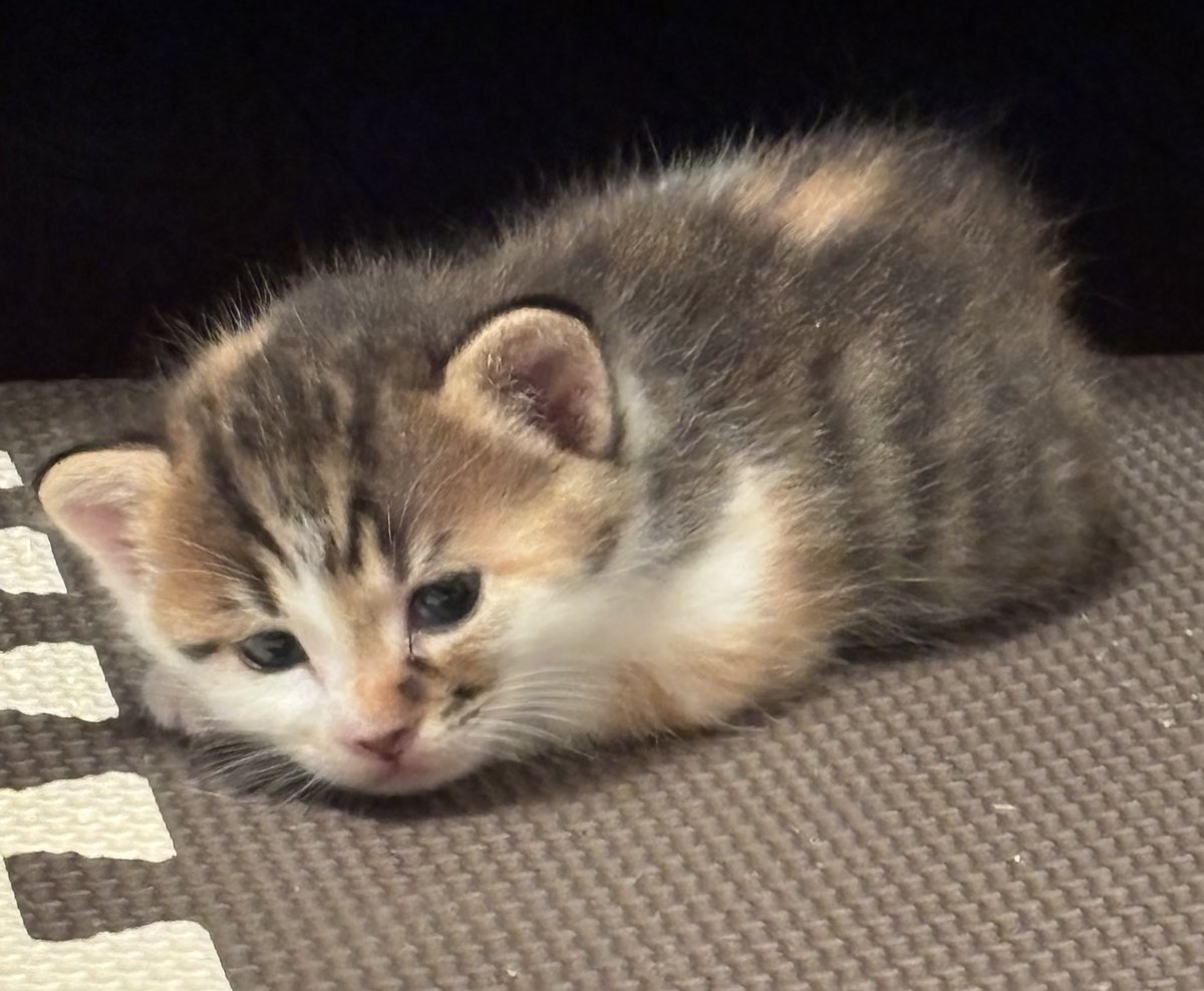 貴族うさぎ(オス) tweet media